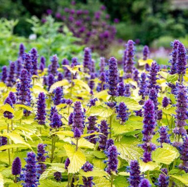 Agastače 'Golden Jubilee'